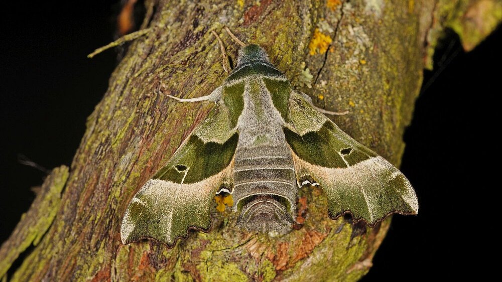 Nachtkerzenschwärmer