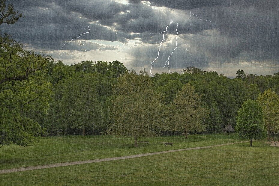 Wiese und Bäume im Regen