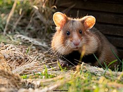 Gartenhamster