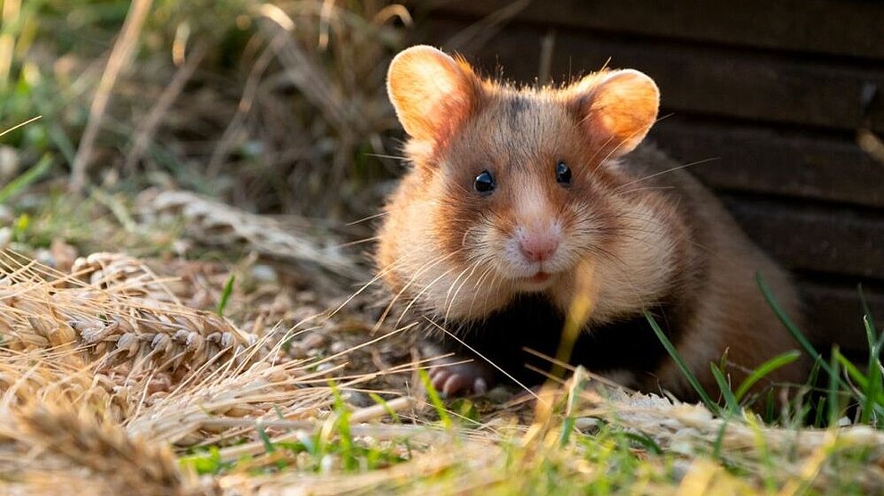 Genetisches Monitoring und Management für eine zukunftsfähige Metapopulation des Feldhamsters in Hessen (MetaHamster)