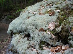 Rentierflechten (Cladonia L. subgenus Cladina (NYL.) VAIN) 