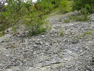 Kalk-Schutthalde bei Witzenhausen in Nordhessen