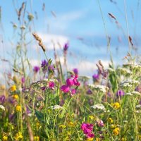 Blumenwiese_AdobeStock_113547186_meteo021.jpg