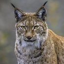 Luchs_AdobeStock_Alexandra.jpg