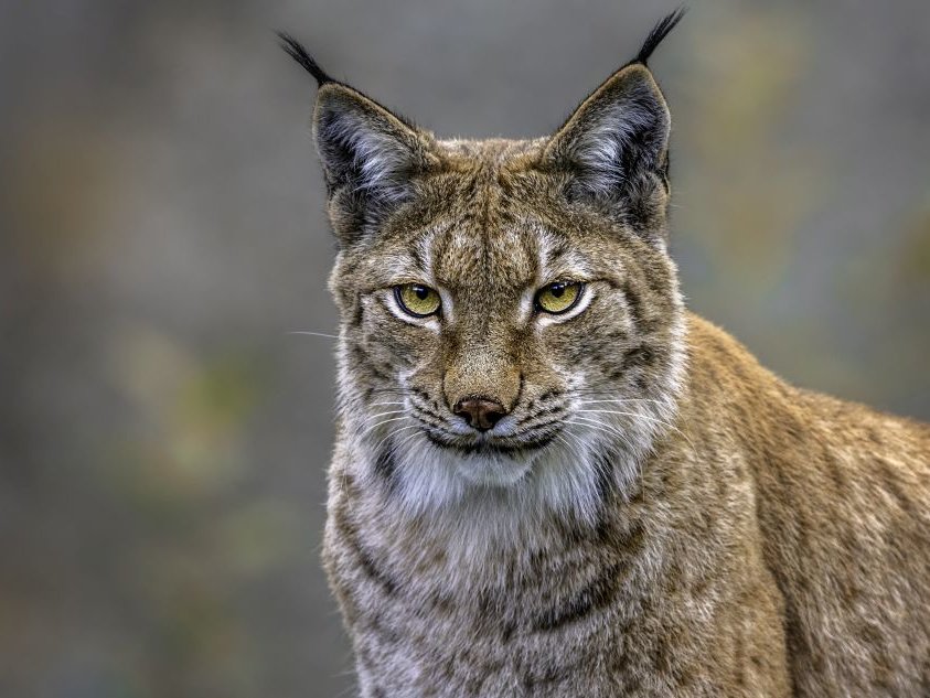 Luchs_AdobeStock_Alexandra.jpg