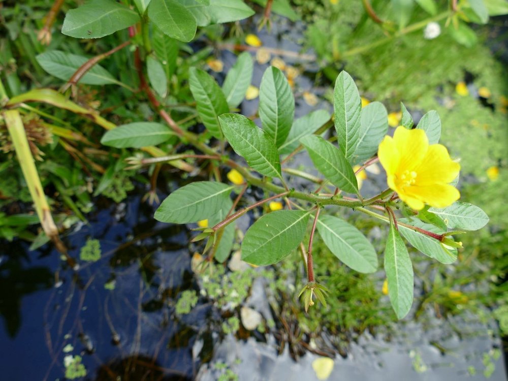 Ludwigia_grandiflora_Lars_Moeller.JPG