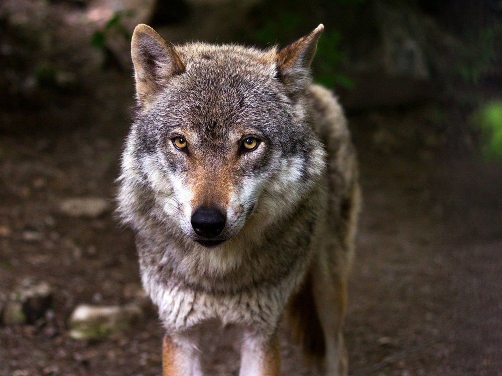 Europäischer Grauwolf