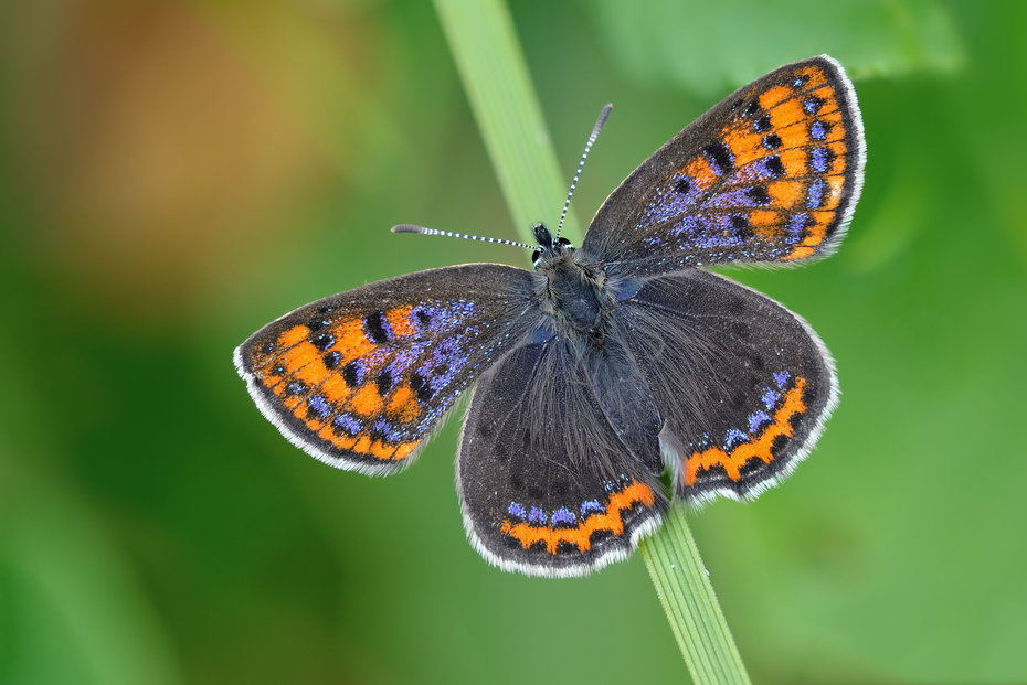 Schmetterling