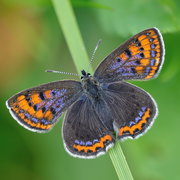 BUMO_2016_LycaHell_Foto_6_1Erk_Dallmeyer.jpg
