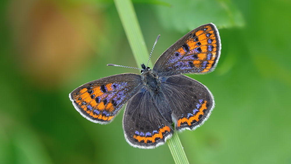 Landesnaturschutztagung Hessen BUMO_2016_LycaHell_Foto_6_1Erk_Dallmeyer.jpg