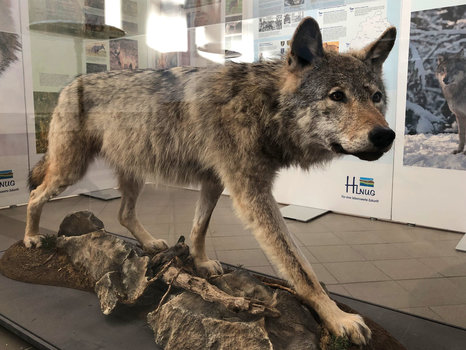 Wolfsausstellung aufgebaut