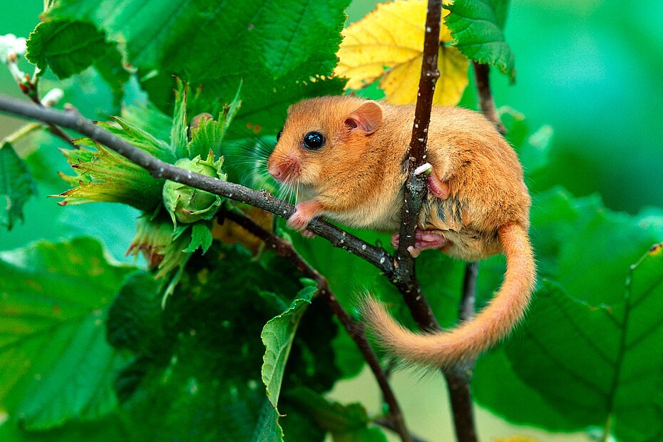 Haselmaus auf einem Ast des Haselnussbaum