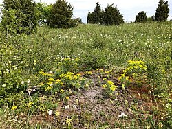 Junge Brandstelle im NSG „Bühlchen“ mit hohem Offenbodenanteil und großer Anzahl an Blütenständen der Zypressenwolfsmilch (Euphorbia cyparissias)