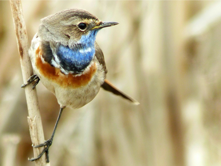 Blaukehlchen_Sommerhage_SPA_Amoeneburger_Becken_2014.png