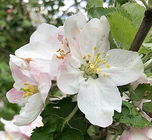 Apfelblüte