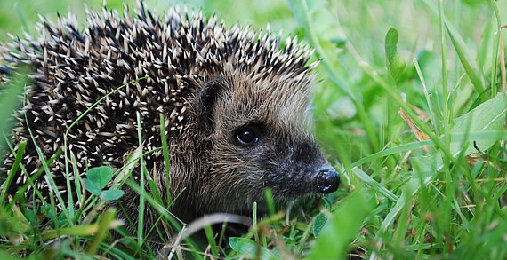 Igel (Erinaceus europaeus)
