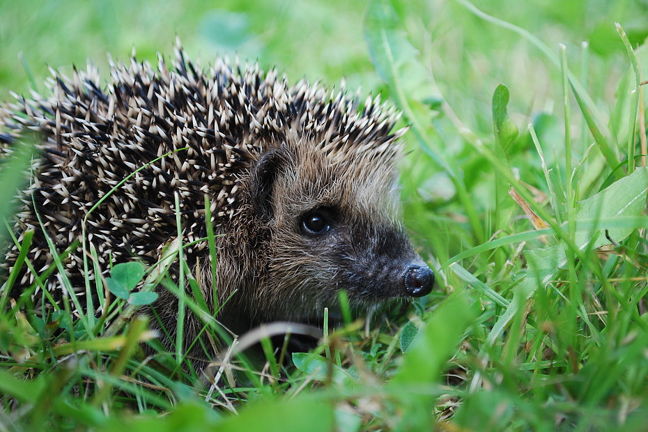 Igel (Erinaceus europaeus)