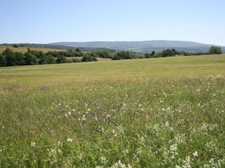 Pfeifengraswiese bei Hessisch Lichtenau, Blick zum Hohen Meißner