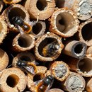 Wildbienen_AdobeStock_Sabine_Se.jpg