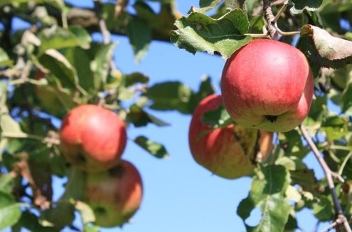 Apfel_Rot_Geske2010.jpg
