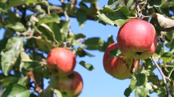 Apfel_Rot_Geske2010.jpg