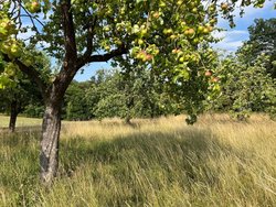 Streuobstwiese_Hohenahr_V_Samel-Gondesen_25-07-2022.jpg