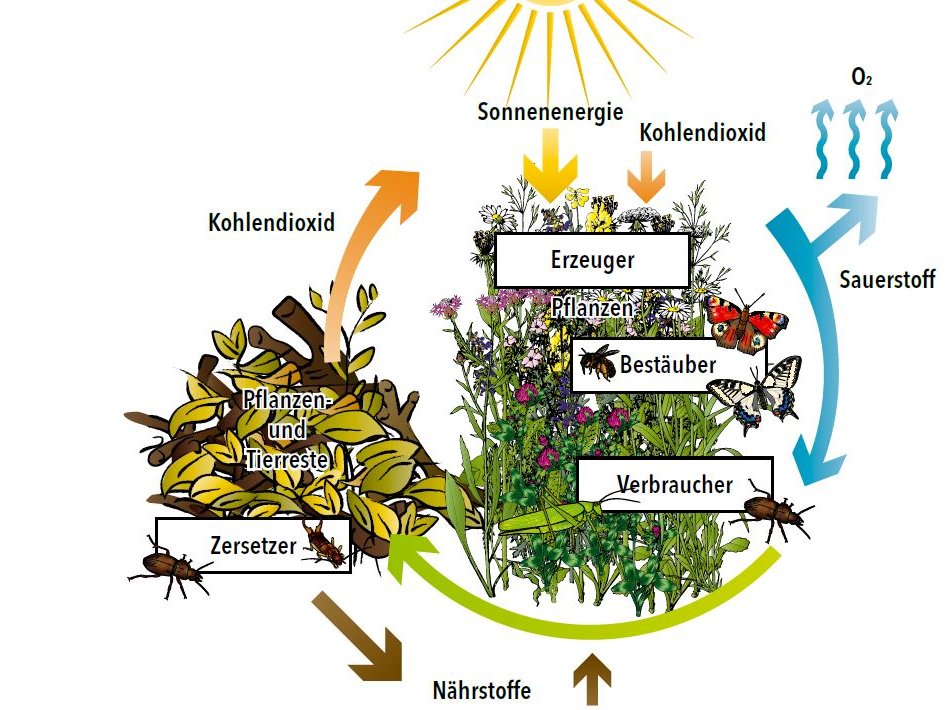 BiologischeVielfaltInsekten.JPG