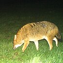 Der Goldschakal in Hessen 