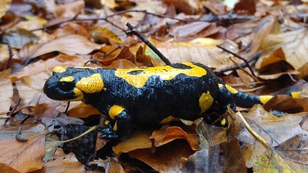 Startseite des Videos "Unsere Salamander sterben - BSAL"