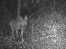 Wolf bei Nacht im Wald