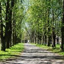 Allee im Schlosspark Rauischholzhausen