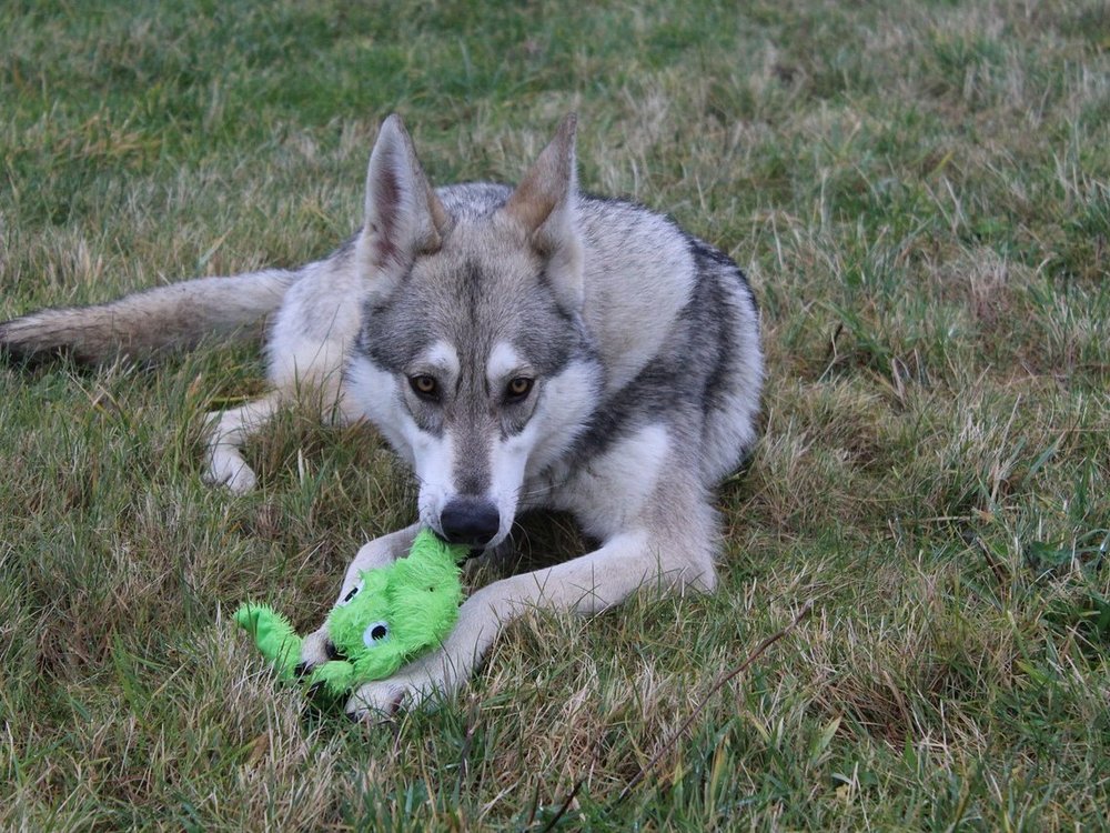 Wolfshund