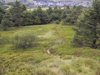 Bergheide im Upland bei Willingen 