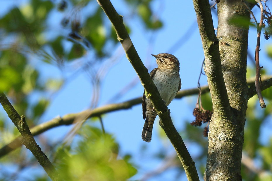 Der Wendehals (Jynx torquilla) verlässt Hessen im Herbst, um in Afrika zu überwintern. Er brütet in Streuobstwiesen und ist unsere einzige ziehende Spechtart.