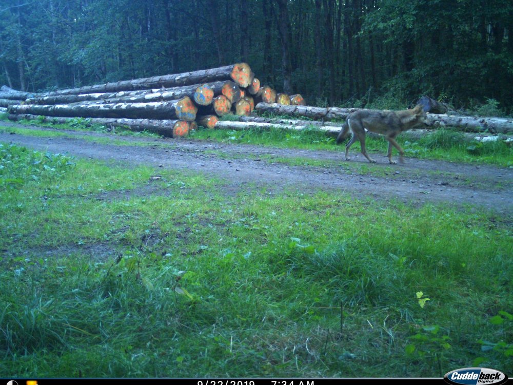 Bild eines Wolfes bei Stumpertenrod im Vogelsbergkreis Bild eines Wolfes bei Stumpertenrod im Vogelsbergkreis