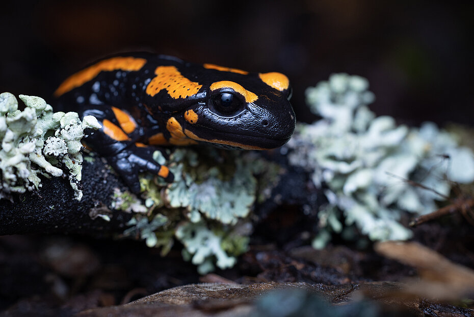 Feuersalamander