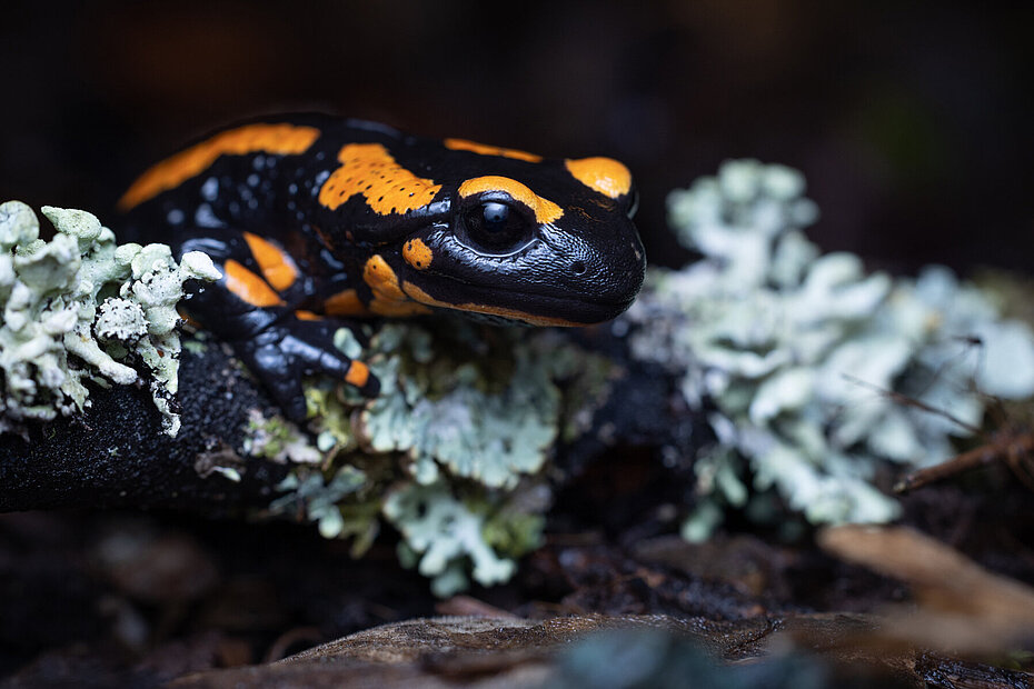 Feuersalamander
