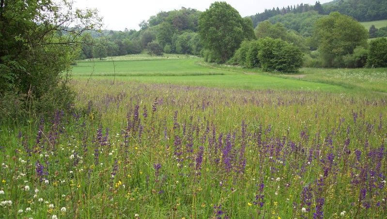 Mähwiese mit blühendem Wiesen-Salbei