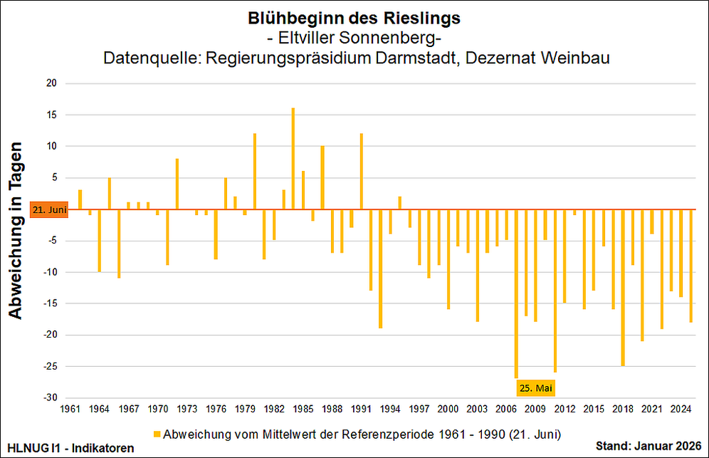 Blühbeginn des Rieslings