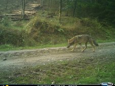 Wolf auf Waldweg