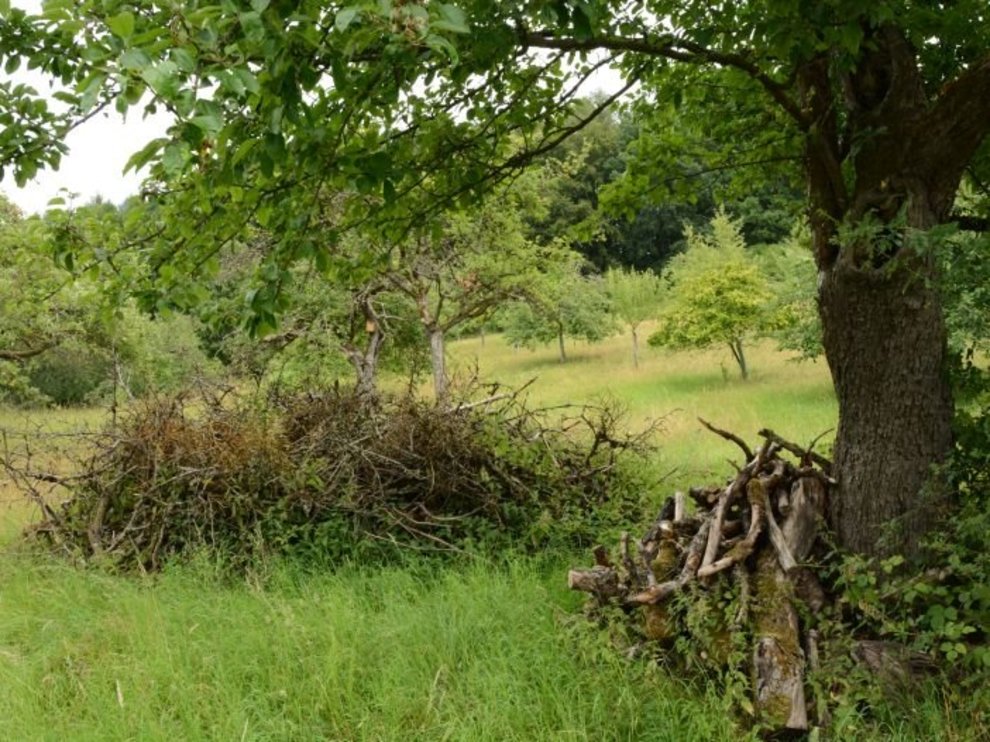 Streuobstwiese bei Weilburg 02_D_Streuobst-Weilburg-2020-2-Vera-Samel-Gondesen-702x527.jpg