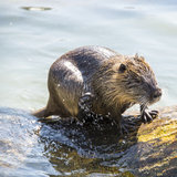 Fotolia_Nutria_26max.jpg