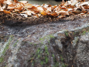 Felsen, obendrauf Felshumusboden