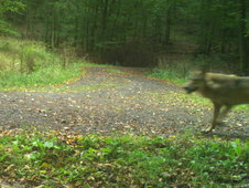 Vorderer Teil eines sich bewegenden Wolf auf einem Waldweg