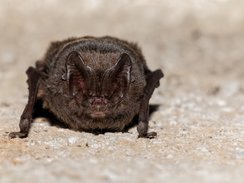 Mopsfledermaus (Barbastella barbastellus)