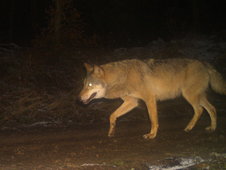 Fotoaufnahme mit einer Wildtierkamera