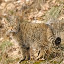 Wildkatze_im_Gelaende_Harald_Grunwald_2010.jpg