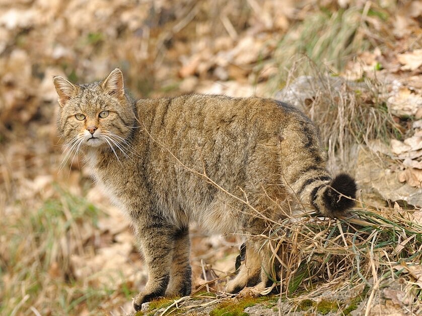 Wildkatze_im_Gelaende_Harald_Grunwald_2010.jpg