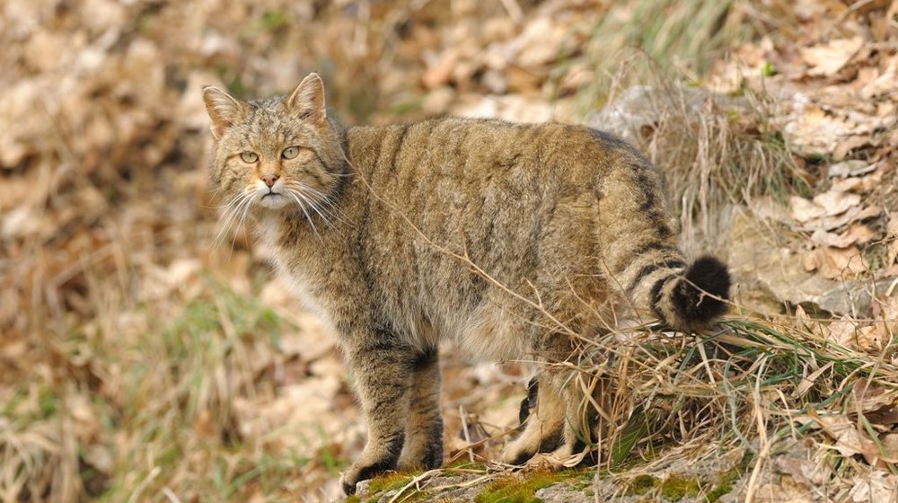 Die Wildkatze in Hessen Wildkatze_im_Gelaende_Harald_Grunwald_2010.jpg