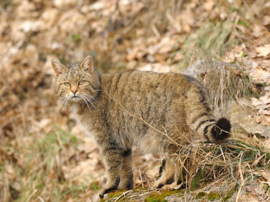 Wildkatze_im_Gelaende_Harald_Grunwald_2010.jpg